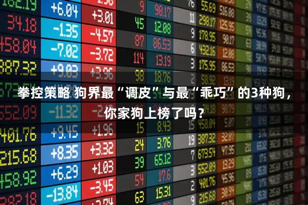 拳控策略 狗界最“调皮”与最“乖巧”的3种狗，你家狗上榜了吗？